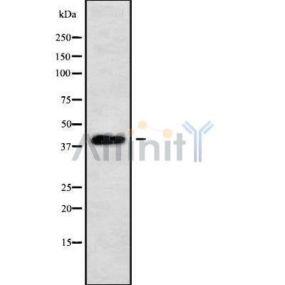 Western blot analysis of PBX4 using HT29 whole cell lysates