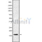 Western blot analysis of extracts from 293, using PPP1R14B Antibody. Lane 1 was treated with the blocking peptide.