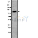 DF9781 at 1/100 staining Mouse spleen tissue by IHC-P. The sample was formaldehyde fixed and a heat mediated antigen retrieval step in citrate buffer was performed. The sample was then blocked and incubated with the antibody for 1.5 hours at 22¡ãC. An HRP conjugated goat anti-rabbit antibody was used as the secondary