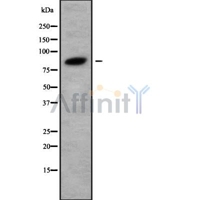 DF9781 at 1/100 staining Mouse spleen tissue by IHC-P. The sample was formaldehyde fixed and a heat mediated antigen retrieval step in citrate buffer was performed. The sample was then blocked and incubated with the antibody for 1.5 hours at 22¡ãC. An HRP conjugated goat anti-rabbit antibody was used as the secondary