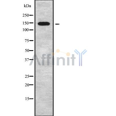 Western blot analysis of extracts from mouse muscle, using RBM16 Antibody.