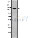 Western blot analysis of RAB11FIP1 using NIH-3T3 whole cell lysates