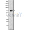 Western blot analysis of RAB11FIP5 using COS7 whole cell lysates