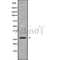 Western blot analysis of RABL2B using HeLa whole cell lysates