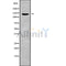 Western blot analysis of RAPH1 using 293 whole cell lysates
