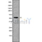 Western blot analysis of extracts from rat brain, rat spleen, mouse spleen, using RASGEF1B Antibody.