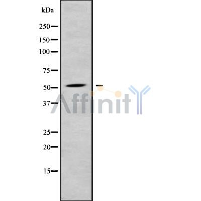 Western blot analysis of extracts from mouse liver, using RASGEF1C Antibody.