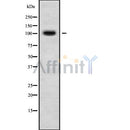 Western blot analysis of RASIP1 using HeLa whole cell lysates