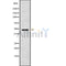 Western blot analysis of extracts from Mouse brain, using RRAGD Antibody. The lane on the left was treated with blocking peptide.