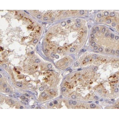 AF0199 at 1/200 staining human kidney tissue sections by IHC-P. The tissue was formaldehyde fixed and a heat mediated antigen retrieval step in citrate buffer was performed. The tissue was then blocked and incubated with the antibody for 1.5 hours at 22¡ãC. An HRP conjugated goat anti-rabbit antibody was used as the secondary