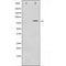 AF3149 at 1/200 staining Rat kidney tissue sections by IHC-P. The tissue was formaldehyde fixed and a heat mediated antigen retrieval step in citrate buffer was performed. The tissue was then blocked and incubated with the antibody for 1.5 hours at 22¡ãC. An HRP conjugated goat anti-rabbit antibody was used as the secondary
