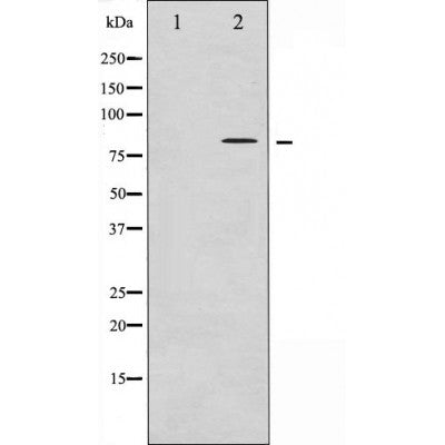 AF3149 at 1/200 staining Rat kidney tissue sections by IHC-P. The tissue was formaldehyde fixed and a heat mediated antigen retrieval step in citrate buffer was performed. The tissue was then blocked and incubated with the antibody for 1.5 hours at 22¡ãC. An HRP conjugated goat anti-rabbit antibody was used as the secondary