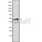 Western blot analysis of RGS20 using HT29 whole cell lysates