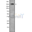 Western blot analysis of ABCA4 using HT29 whole cell lysates