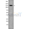 Western blot analysis of RHG23 using HeLa whole cell lysates