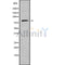 Western blot analysis of RHG28 using K562 whole cell lysates