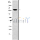 Western blot analysis of RHG30 using COLO205 whole cell lysates