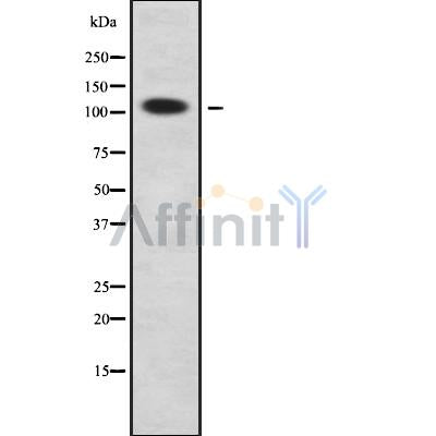 Western blot analysis of RHG30 using COLO205 whole cell lysates