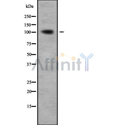 Western blot analysis of RHG4 using Jurkat whole cell lysates
