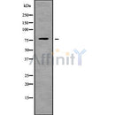 Western blot analysis of ARHGEF4 using LOVO whole cell lysates