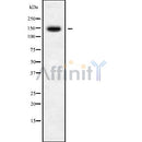 Western blot analysis of BMS1 using Jurkat whole cell lysates