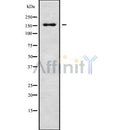 Western blot analysis of RPAP1 using MCF7 whole cell lysates