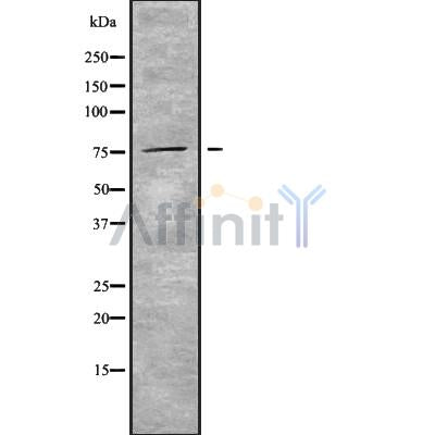 Western blot analysis of RPAP3 using HepG2 whole cell lysates