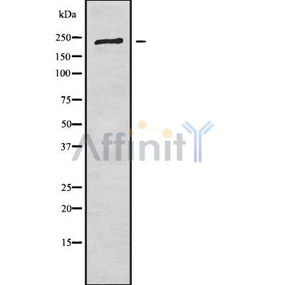 Western blot analysis of extracts from mouse brain, using CROCC Antibody.