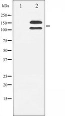 AF3153 staining HepG2 by IF/ICC. The sample were fixed with PFA and permeabilized in 0.1% Triton X-100,then blocked in 10% serum for 45 minutes at 25¡ãC. The primary antibody was diluted at 1/200 and incubated with the sample for 1 hour at 37¡ãC. An  Alexa Fluor 594 conjugated goat anti-rabbit IgG (H+L) Ab, diluted at 1/600, was used as the secondary antibod