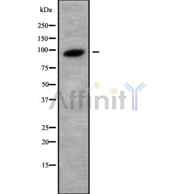 Western blot analysis NEK4 using HepG2 whole cell lysates