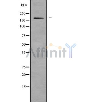 Western blot analysis SHANK3 using Jurkat whole cell lysates