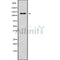 Western blot analysis SH3PXD2A using NIH-3T3 whole cell lysates