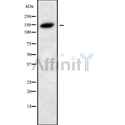 Western blot analysis SH3TC2 using NIH-3T3 whole cell lysates