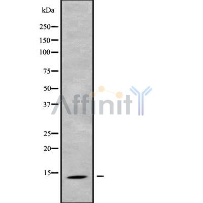 Western blot analysis of extracts from Mouse brain, using SH3BGRL2 Antibody. The lane on the left was treated with blocking peptide.