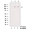AF3156 staining HepG2 by IF/ICC. The sample were fixed with PFA and permeabilized in 0.1% Triton X-100,then blocked in 10% serum for 45 minutes at 25¡ãC. The primary antibody was diluted at 1/200 and incubated with the sample for 1 hour at 37¡ãC. An  Alexa Fluor 594 conjugated goat anti-rabbit IgG (H+L) Ab, diluted at 1/600, was used as the secondary antibod