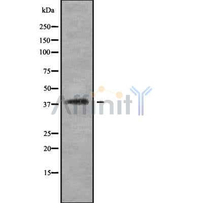 Western blot analysis of extracts from Rat  spleen, using SH3GL3 Antibody. The lane on the left was treated with blocking peptide.