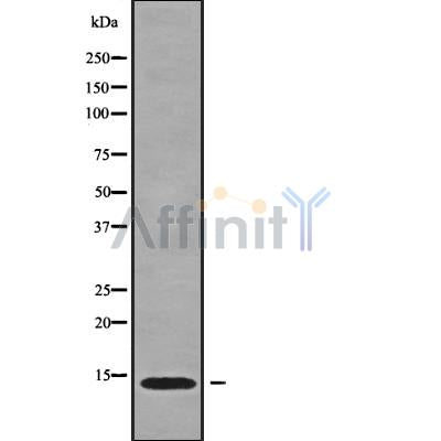 Western blot analysis of CCL16 using HT29 whole cell lysates
