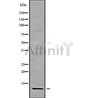Western blot analysis of CCL18 using HepG2 whole cell lysates