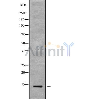 Western blot analysis of CXCL13 using COS7 whole cell lysates