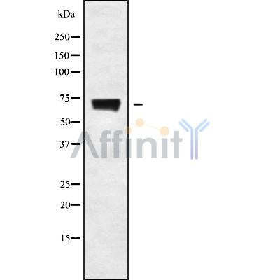 Western blot analysis SLC6A12 using NIH-3T3 whole cell lysates