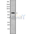 Western blot analysis of extracts from rat spleen, using SLC6A13 Antibody.