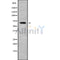 Western blot analysis of extracts from rat spleen, using SLC6A13 Antibody.