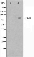 Western blot analysis on COS7 cell lysate using Ku80 Antibody. The lane on the left is treated with the antigen-specific peptide.