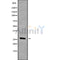 DF9928 at 1/100 staining Rat kidney tissue by IHC-P. The sample was formaldehyde fixed and a heat mediated antigen retrieval step in citrate buffer was performed. The sample was then blocked and incubated with the antibody for 1.5 hours at 22¡ãC. An HRP conjugated goat anti-rabbit antibody was used as the secondary