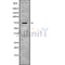Western blot analysis SLC24A2 using COLO205 whole cell lysates