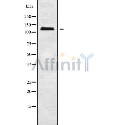 Western blot analysis of ATP1A3 using K562 whole cell lysates