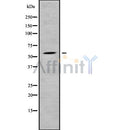 Western blot analysis SFRS12 using COLO205 whole cell lysates