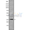 DF9948 at 1/100 staining Human lung tissue by IHC-P. The sample was formaldehyde fixed and a heat mediated antigen retrieval step in citrate buffer was performed. The sample was then blocked and incubated with the antibody for 1.5 hours at 22¡ãC. An HRP conjugated goat anti-rabbit antibody was used as the secondary