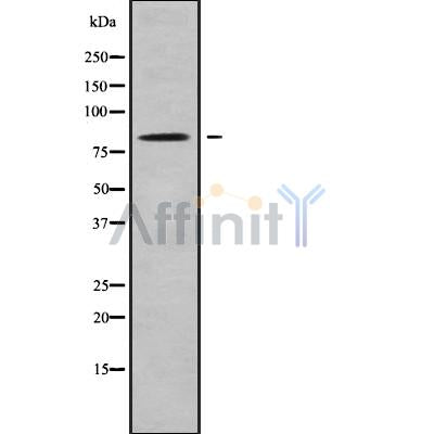 Western blot analysis of extracts from mouse lung, using SV2C Antibody.
