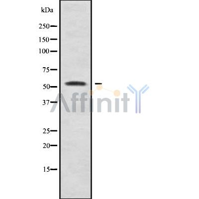 DF9953 staining 293 by IF/ICC. The sample were fixed with PFA and permeabilized in 0.1% Triton X-100,then blocked in 10% serum for 45 minutes at 25¡ãC. The primary antibody was diluted at 1/200 and incubated with the sample for 1 hour at 37¡ãC. An  Alexa Fluor 594 conjugated goat anti-rabbit IgG (H+L) Ab, diluted at 1/600, was used as the secondary antibod